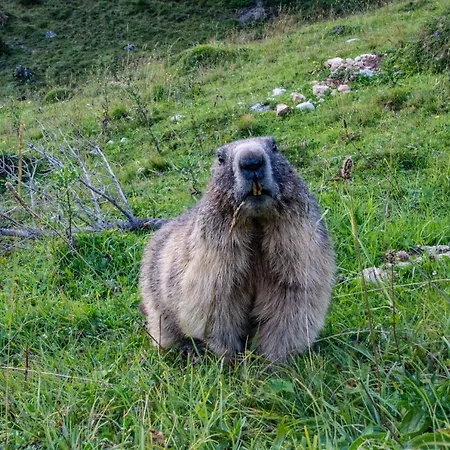 Apartment-kraft شقة