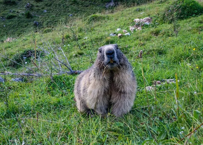 Apartment-kraft شقة